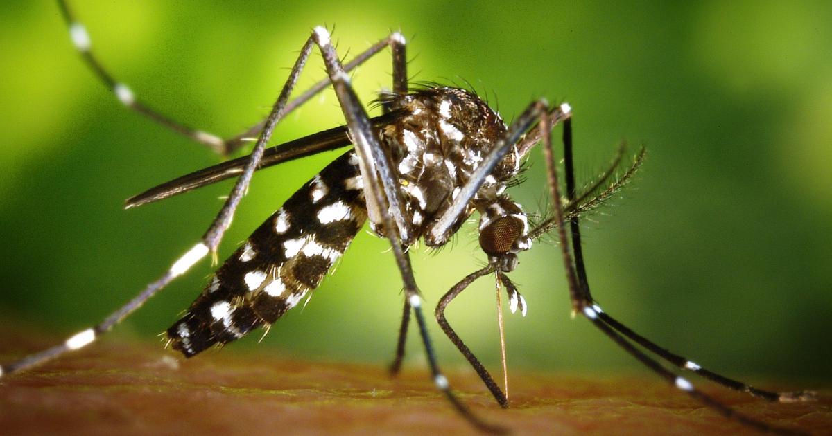 Gros plan macroscopique sur un moustique-tigre (Aedes albopictus) en plein happy-hour